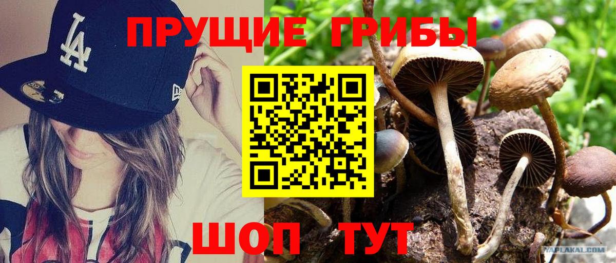 Псилоцибиновые грибы GOLDEN TEACHER Вологда